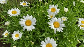 Close up of white daisy flowers with water droplets. Country garden flowers after a rain storm - Powered by Shutterstock - Get 15% off with code: PIKWIZARD15