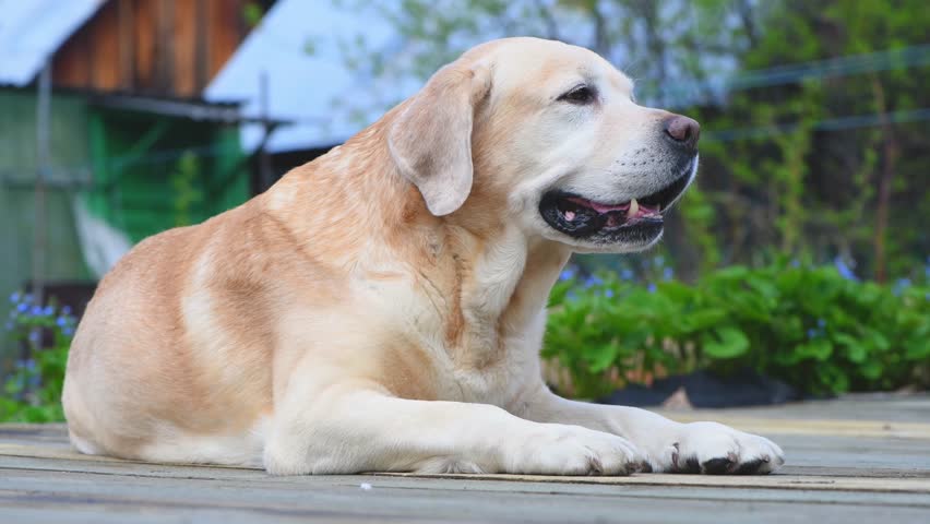 Golden labrador retriever lying peacefully on a wooden deck, surrounded by lush greenery and rustic buildings in the background, enjoying a calm day outdoors