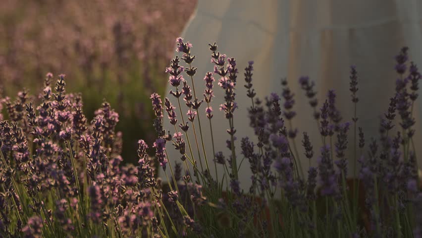 Lavender Fields Woman: Girl stands in sunset amidst lavender bloom, enjoying beauty, peaceful scene.
