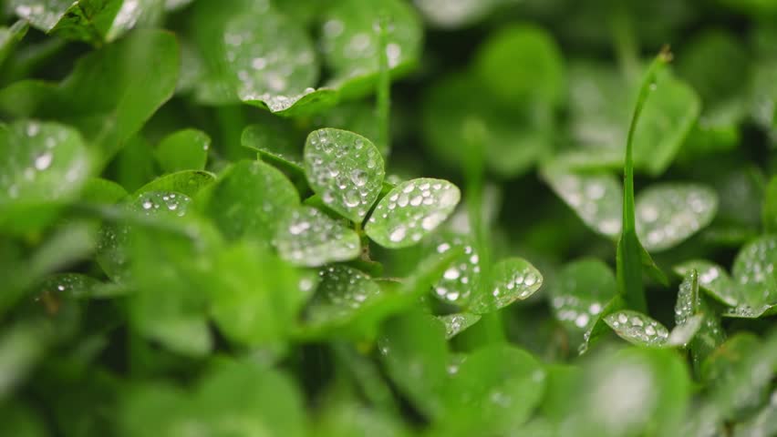 Small drops of morning dew glistening on fresh green clover leaves, creating a stunning natural pattern across the field, embodying the beauty of spring and summer growth