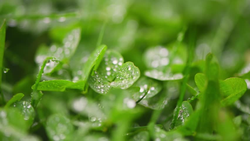 Small drops of morning dew glistening on fresh green clover leaves, creating a stunning natural pattern across the field, embodying the beauty of spring and summer growth