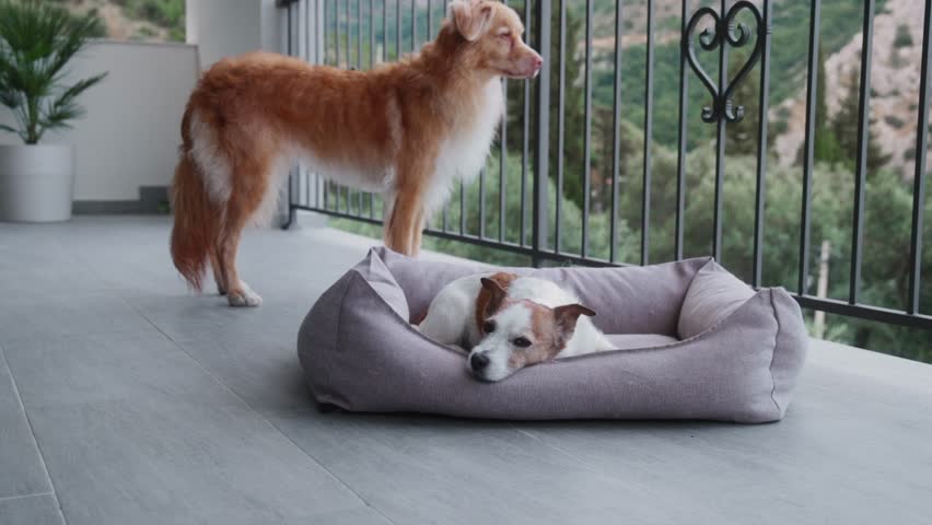 a red-coated retriever observes jack russell terrier sleeping on soft dog bed beside him