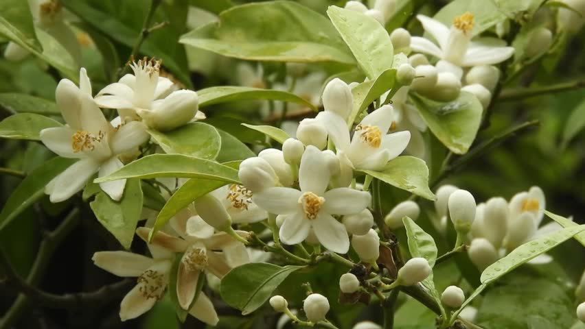 Footage of orange tree flowers and buds swaying in the wind during a gentle spring rain in a Seville garden. The lush citrus bloom, glistening with raindrops, captures the essence of orange blossom 