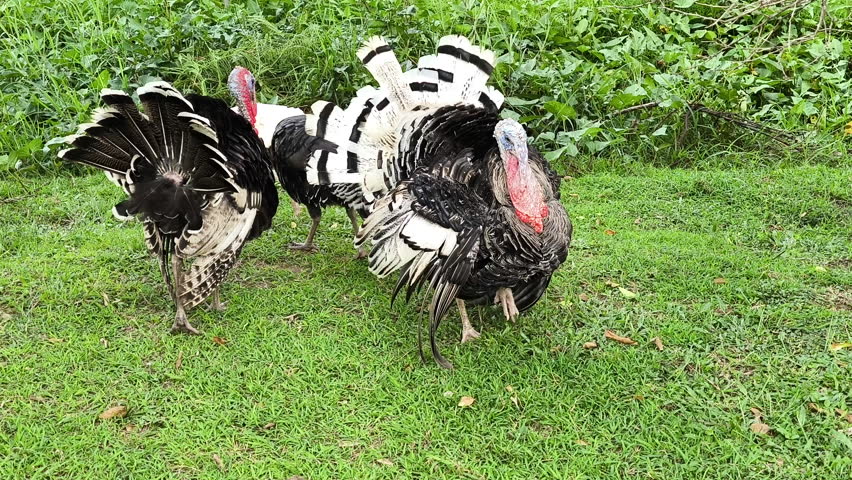 Turkey puffs up feathers to look bigger and scare off rivals or threats