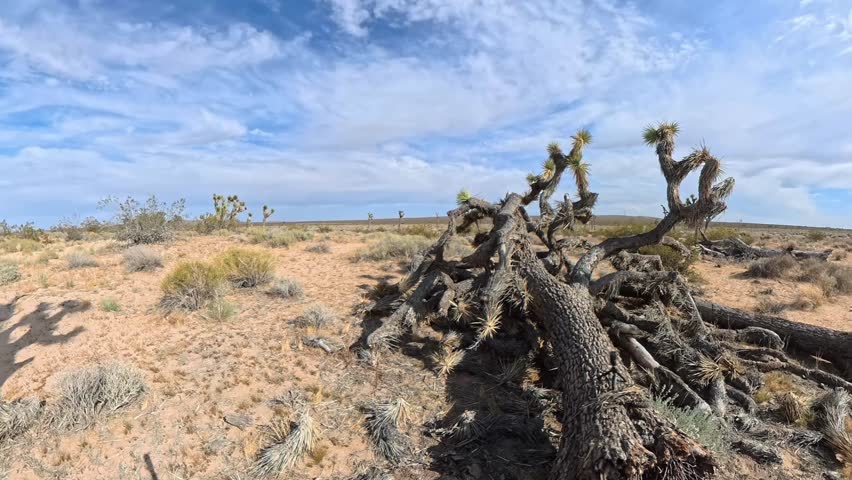 360 View of the Mojave Desert Landscape
