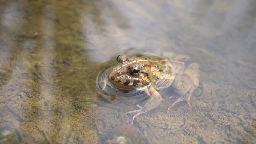rice field frog looking at the camera