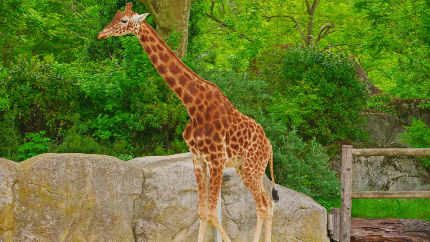  African giraffe against green trees in zoo. Closeup