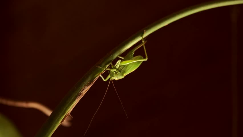 A green katydid grasshopper clings to a curved plant stem in dramatic lighting against a dark background.