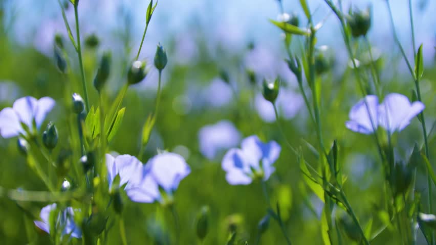 Close-up of blue flax flowers swaying in the wind on a sunny day.