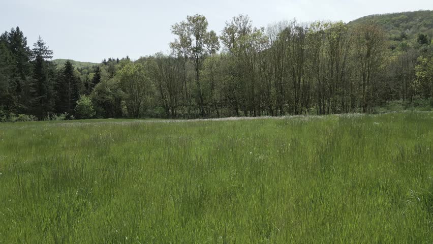 Verdant grass undulating in gentle breeze, rolling forest lined hills stretching across expansive landscape under bright clear sky during pristine spring or summer day