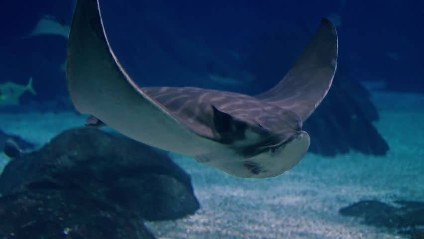  Eagle rays glide underwater in a large aquarium. Watching the behavior of stingrays