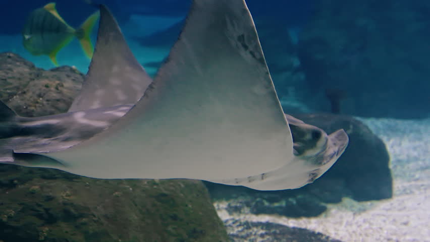  Eagle rays glide underwater in a large aquarium. Watching the behavior of stingrays
