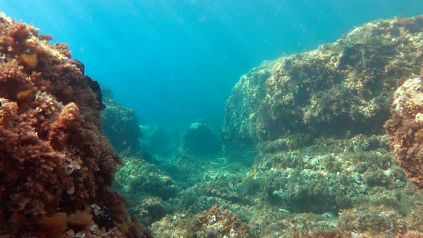 Underwater seabed with cristal clear water and school of fish over rocks