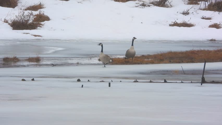 Canada Geese At The Frozen Lake Of Gatineau Park In Quebec, Canada. Wide Shot
