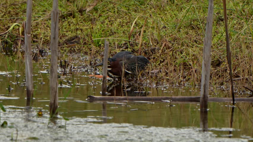 Green heron dives for a fish