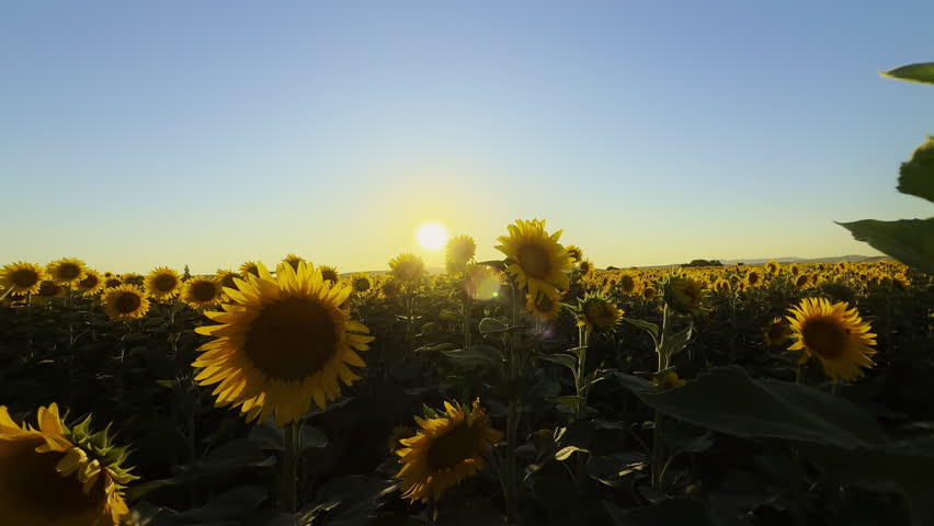 Golden Yellow Sunflower Plant in Field in the Wind in Warm Sunlight