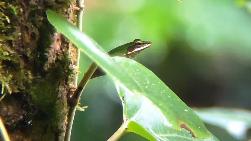 A green tree frog peeks behind a leaf in its natural tropical habitat. 