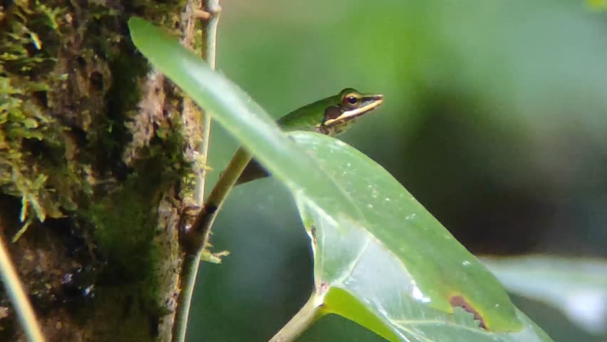 A green tree frog peeks behind a leaf in its natural tropical habitat. 