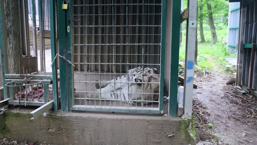 White tiger behind bars. Wild endangered animal in inhumane conditions. Small cage and small enclosure. Cruel treatment. Albino tiger. Concept of environmental protection and big cats from the Red Boo