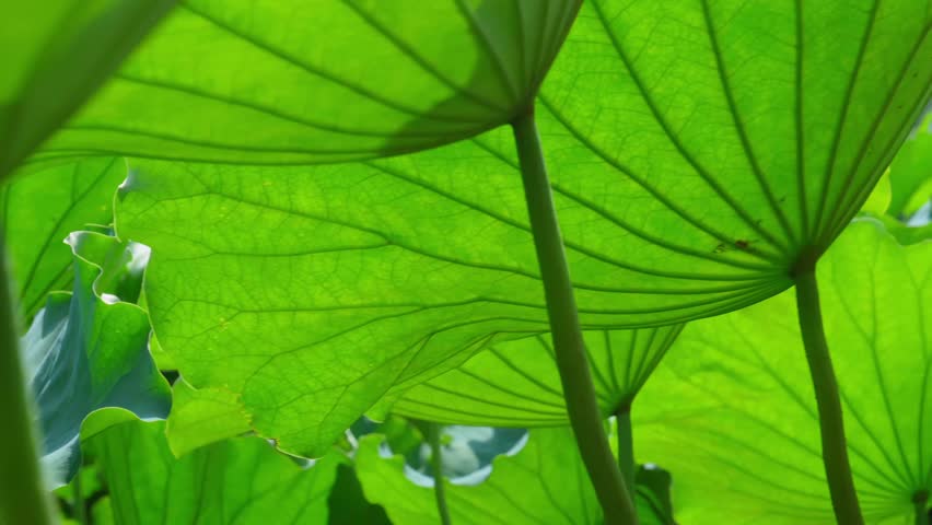 Large lotus leaves and petals shining in the sunlight. Panning from the leaves to the flower. It include the sound of cicadas chirping.