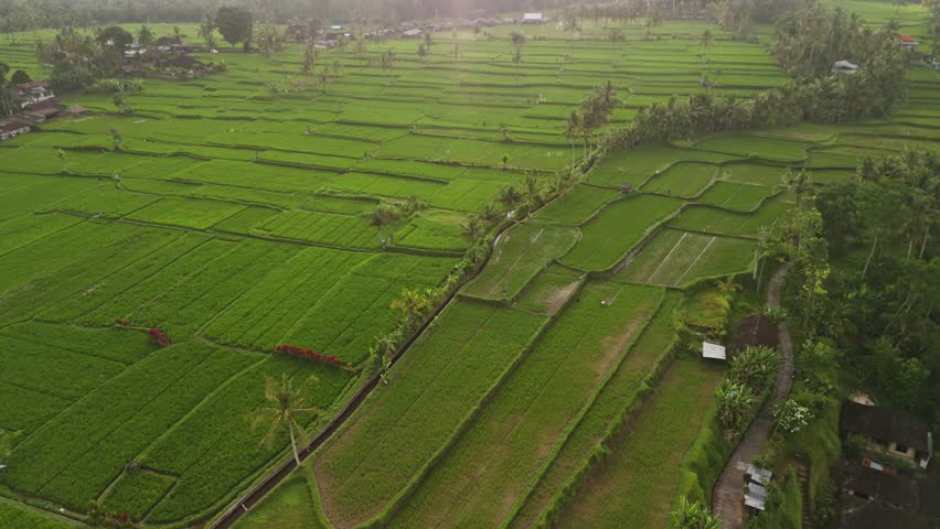 Slow sideways aerial glide capturing the full scope of tiered rice paddies and bordering jungle in rural Bali. A tranquil and spacious landscape reveals itself in one continuous wide-angle shot