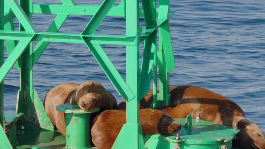 Aerial drone footage of sea lions in Alaska swimming, playing, relaxing in groups, one curiously gazing at camera—beautiful wildlife scene for travel, nature, cinematic, adventure projects.