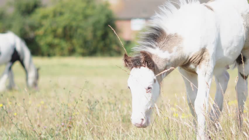 Young foals grazing freely in a green summer field on a windy countryside day