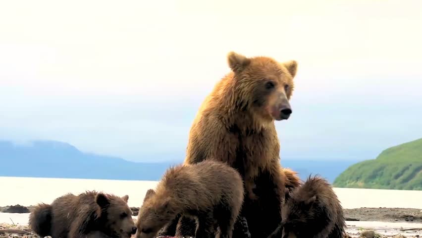 Brown bear family scene in the wild, showcasing natural animal behavior. Ideal for wildlife videos, nature storytelling, and educational footage. Authentic outdoor animal clip.