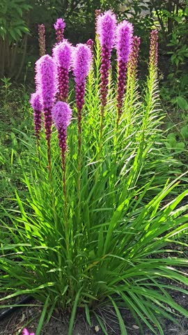 Colorful flowers bloom in garden showcasing vibrant purple spikes during sunny afternoon in spring season