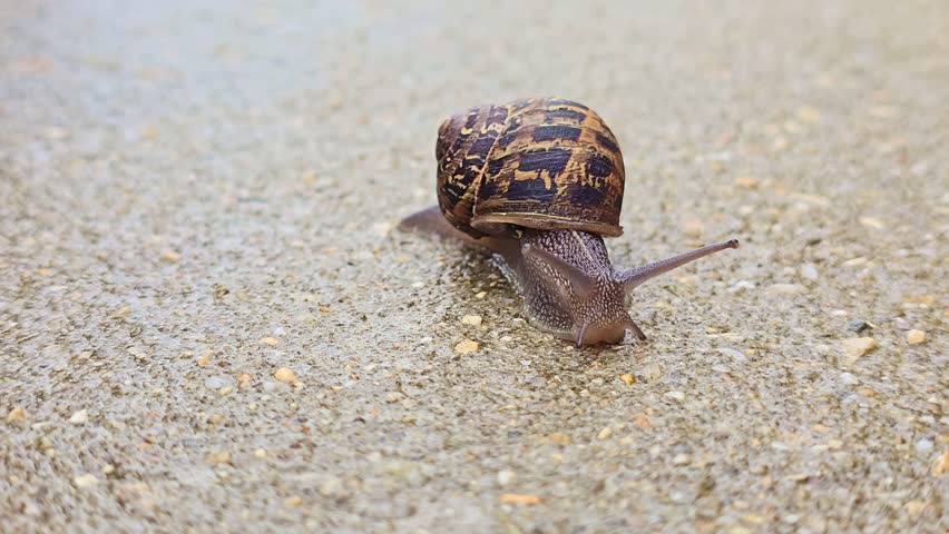 Close-up of a snail crawling across a damp terrace surface after rainfall. France.
