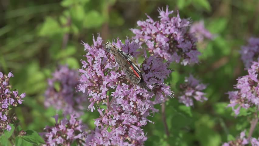 Red Admiral butterfly (Vanessa atalanta) feeding on Wild Marjoram (Origanum vulgare) flowers and flying away. July, Kent, UK [Slow motion x10]