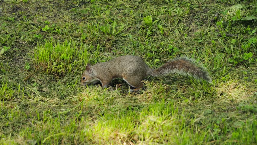 Squirrels live in the city park. A squirrel on the grass looking for food. High quality 4k footage