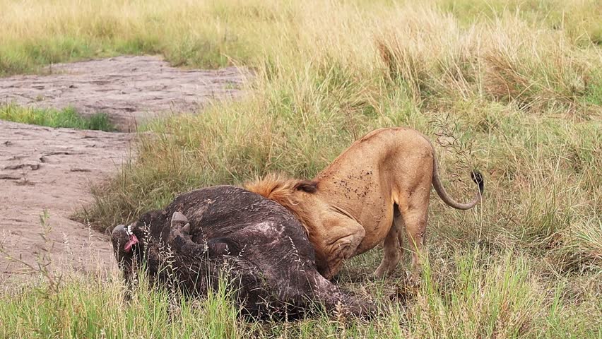 Powerful male lion consuming buffalo carcass during hunting sequence within vast African savannah ecosystem, revealing raw predator prey dynamics