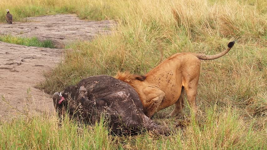 Male lion guarding freshly killed buffalo, revealing fierce predatory nature within sprawling African grassland ecosystem, showcasing raw wilderness survival dynamics