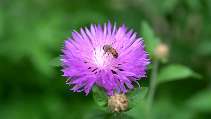 Bee collecting nectar on a flower