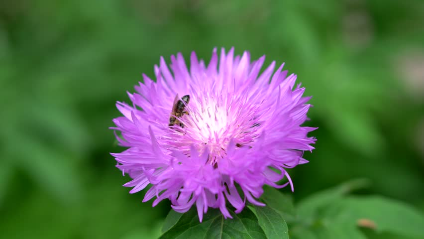 Bee collecting nectar on a flower