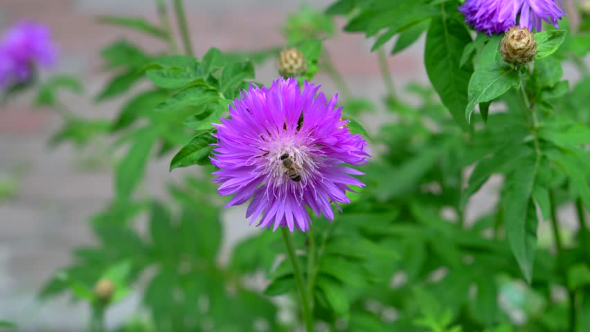 Bee collecting nectar on a flower