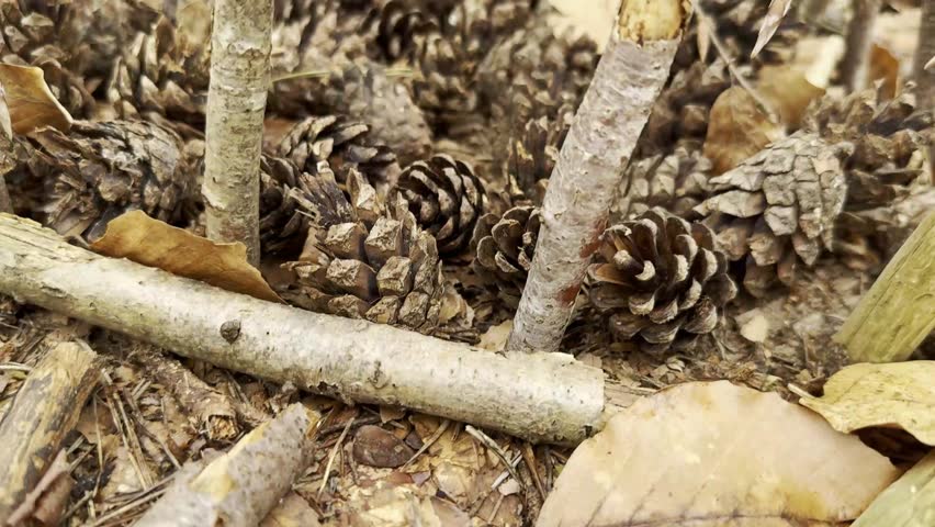 Tracking shot moving away from pine cones and twigs, which form a star shape on the forest floor, surrounded by dry leaves. 