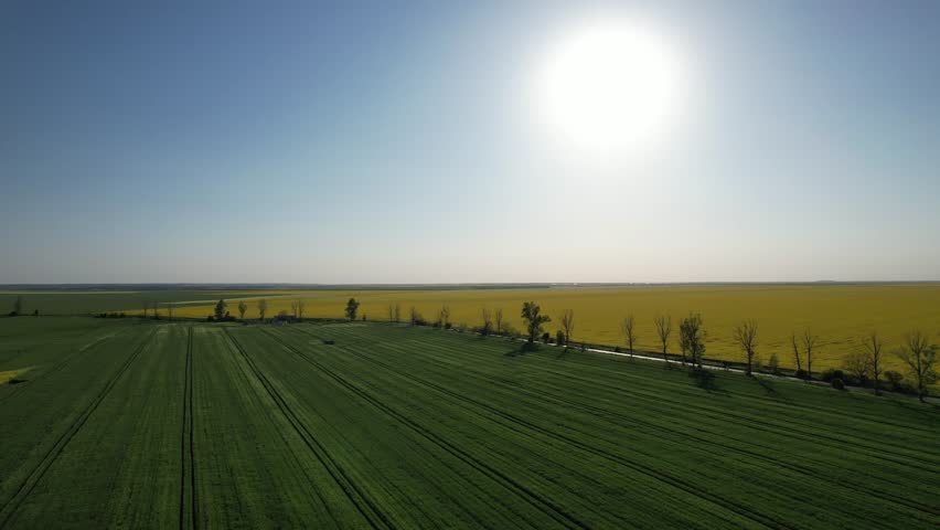 A stunning aerial view as the drone flies directly into the sunlight over a vivid rural landscape divided between yellow rapeseed flowers and lush green grass. Perfect for documentaries and commercial