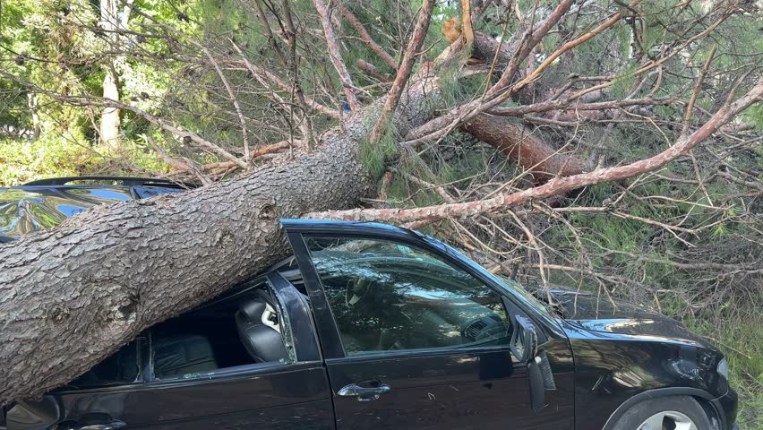 Devastating hurricane aftermath revealing fallen pine tree crushing parked black car, demonstrating destructive power of severe weather in Split, Croatia
