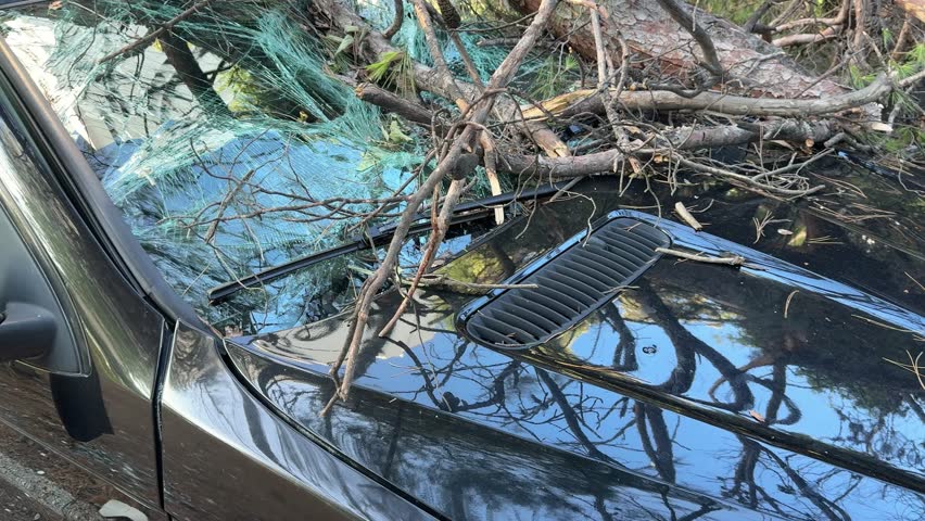 Destructive hurricane aftermath showing massive pine tree collapsing onto parked vehicle in urban residential street of Split, Croatia, revealing severe weather