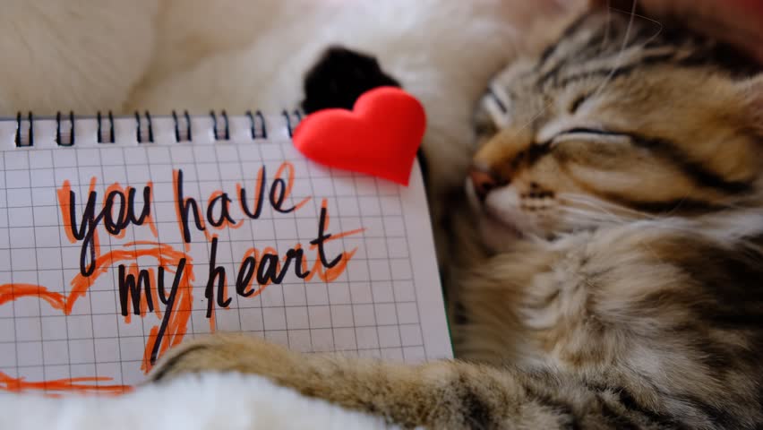 Text You Have My Heart and pretty cute kitten relaxing on the bed with red hearts. Tabby cat. Funny pets. Napping kitten. Valentines Day, Birthday, Dating	