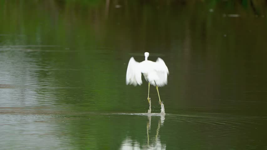 great egret looking for food and flying