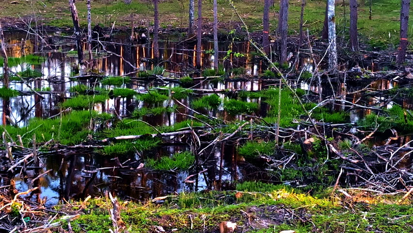 Forest swamp with standing water, moss patches, and fallen branches everywhere