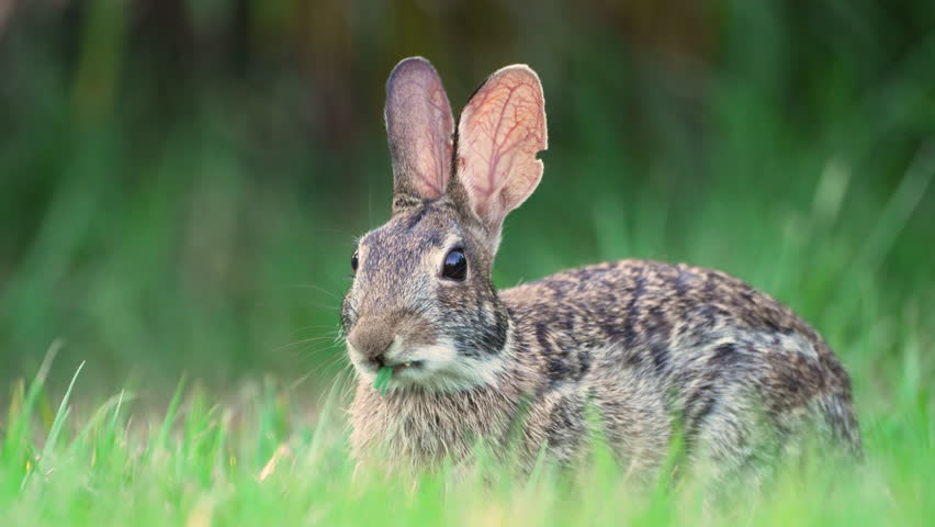 Wild rabbit in nature. Grey small hare eating grass on Florida backyard