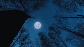 Enchanting Starry Sky in a Mystical Night Forest with Twinkling Stars and Peaceful Ambience in 4K Ultra HD - Powered by Shutterstock - Get 15% off with code: PIKWIZARD15