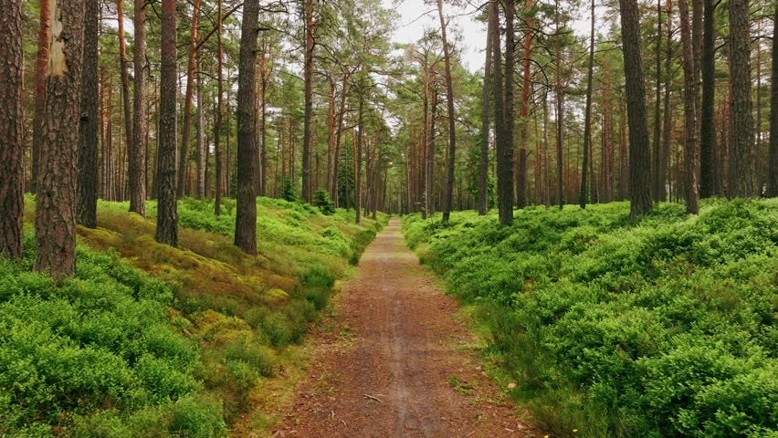 Drone flies backward, pine forest trail, lush greenery, dune vegetation Latvia