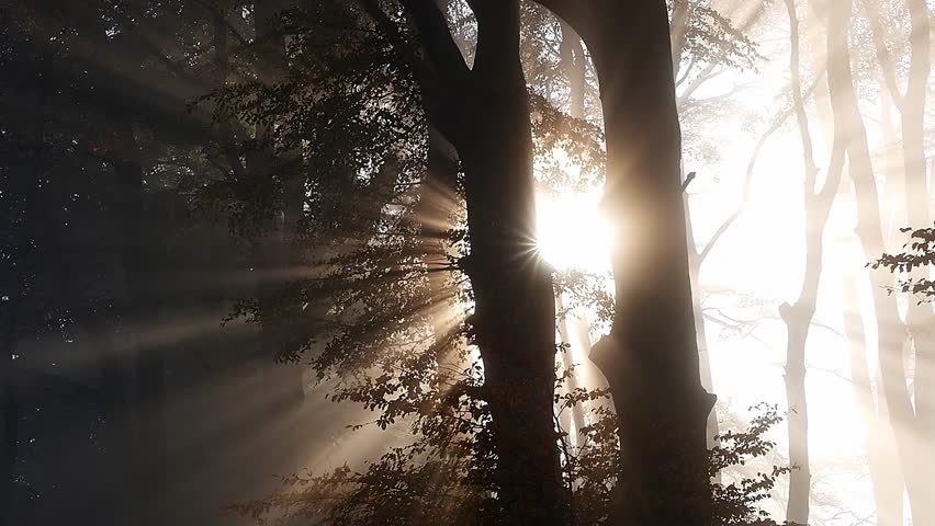 Sunlight Streams Through Leaves of Large Tree in Lush morning foggy Forest. Magical Misty jungle with Sun Rays Break through Green Foliage. Vibrant Summer Woods. sunrise. branches of leaves. nature