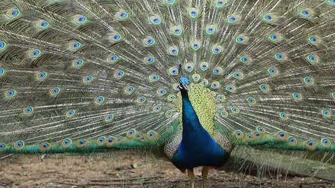 Beautify Peacock