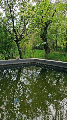 A spring agricultural pool under blossoming trees, reflecting nature